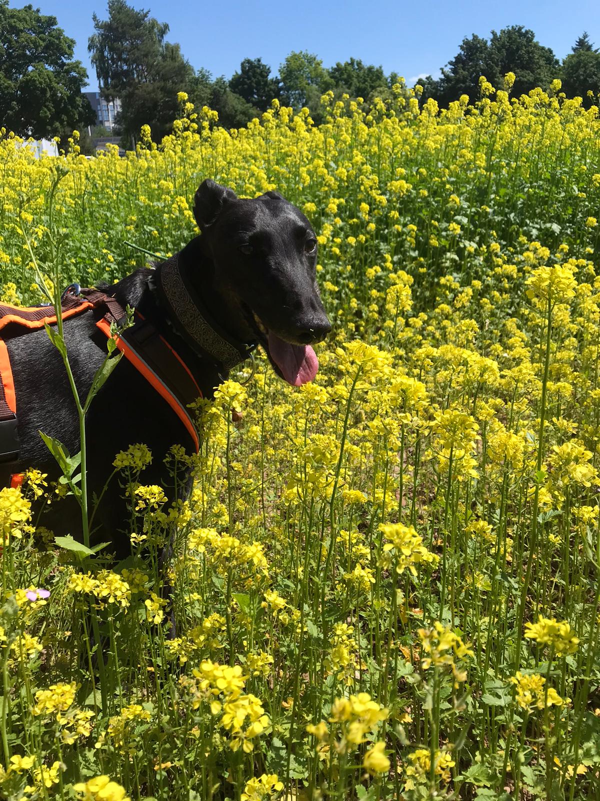 Schwarze Schönheit auf Familiensuche